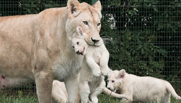 Белая львица в зоопарке Тбилиси родила тройню
